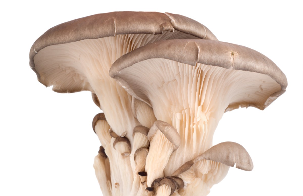 Oyster mushrooms: