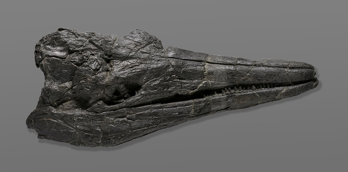 The skull of the first giant creature to ever inhabit the Earth, the ichthyosaur Cymbospondylus youngorum currently on display at the Natural History Museum of Los Angeles County (NHM).