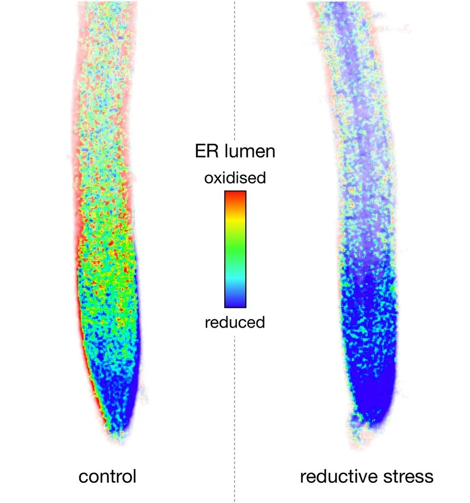 Help for stressed-out cells in a crisis