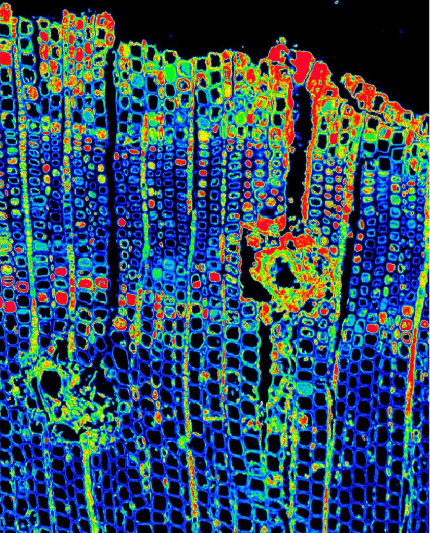 Silicon distribution in the wood cells of a tree from a hot spring: