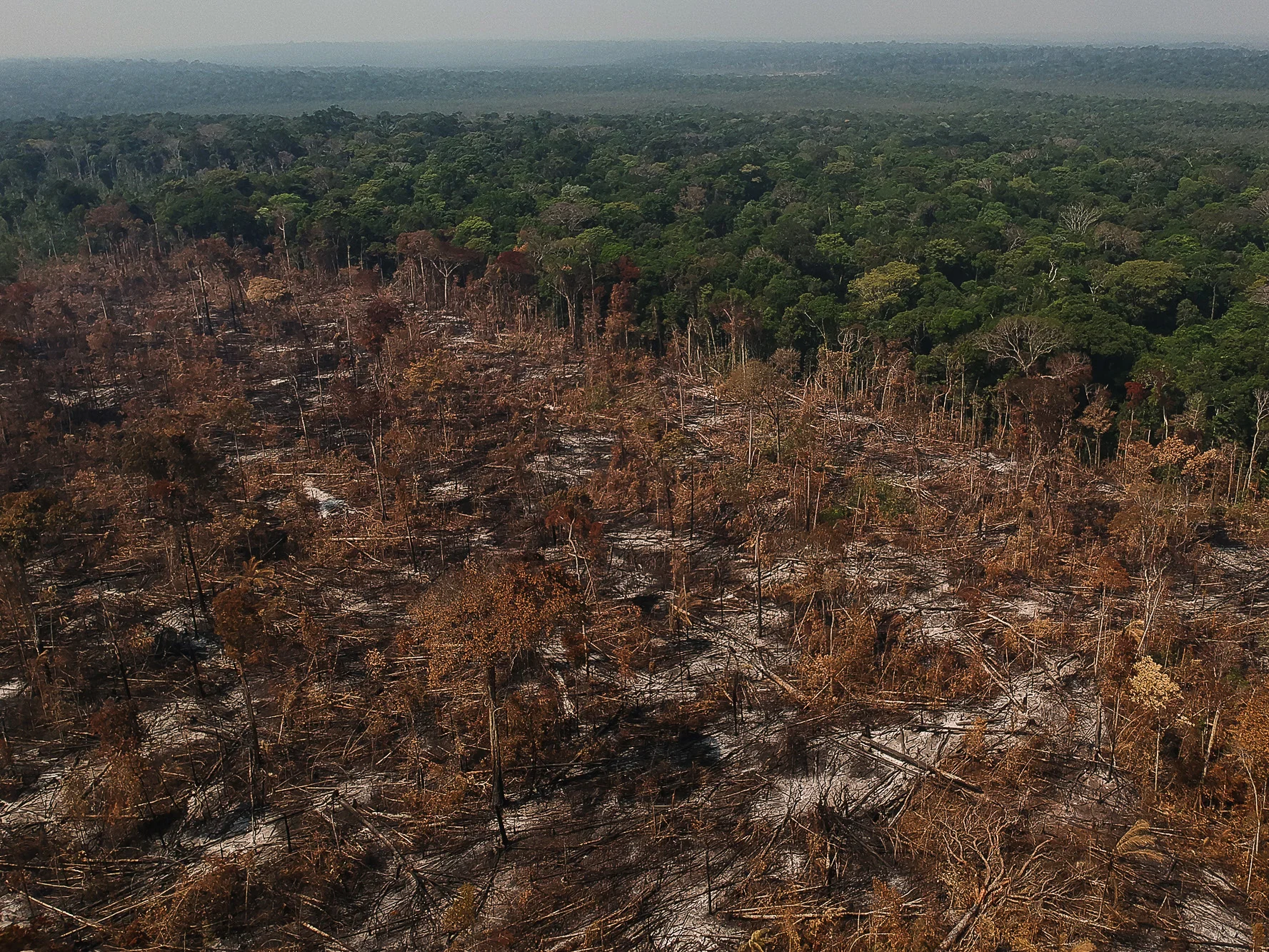 Tropical deforestation causes widespread loss of biodiversity and carbon stocks.