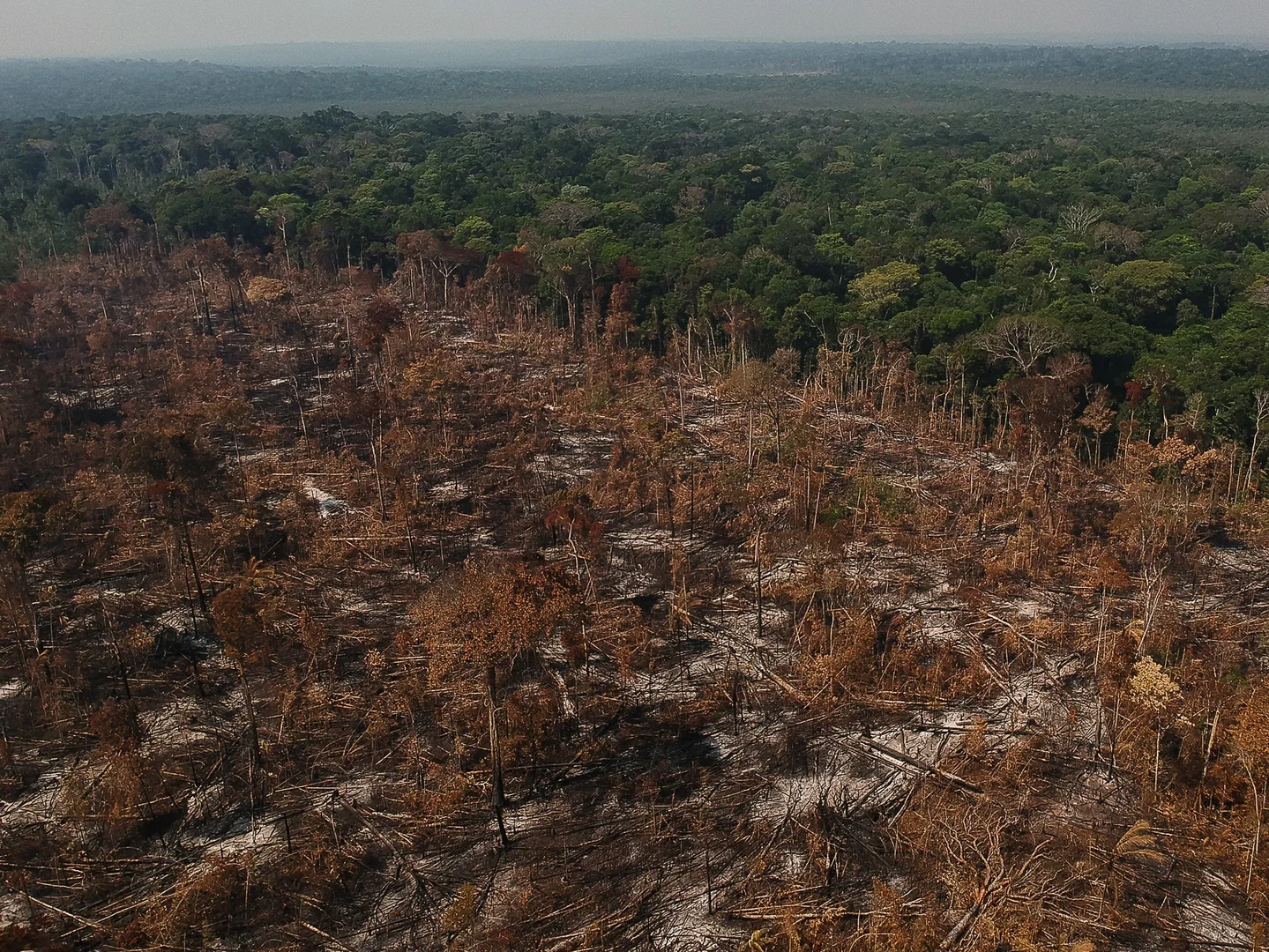 Tropical deforestation causes widespread loss of biodiversity and carbon stocks.