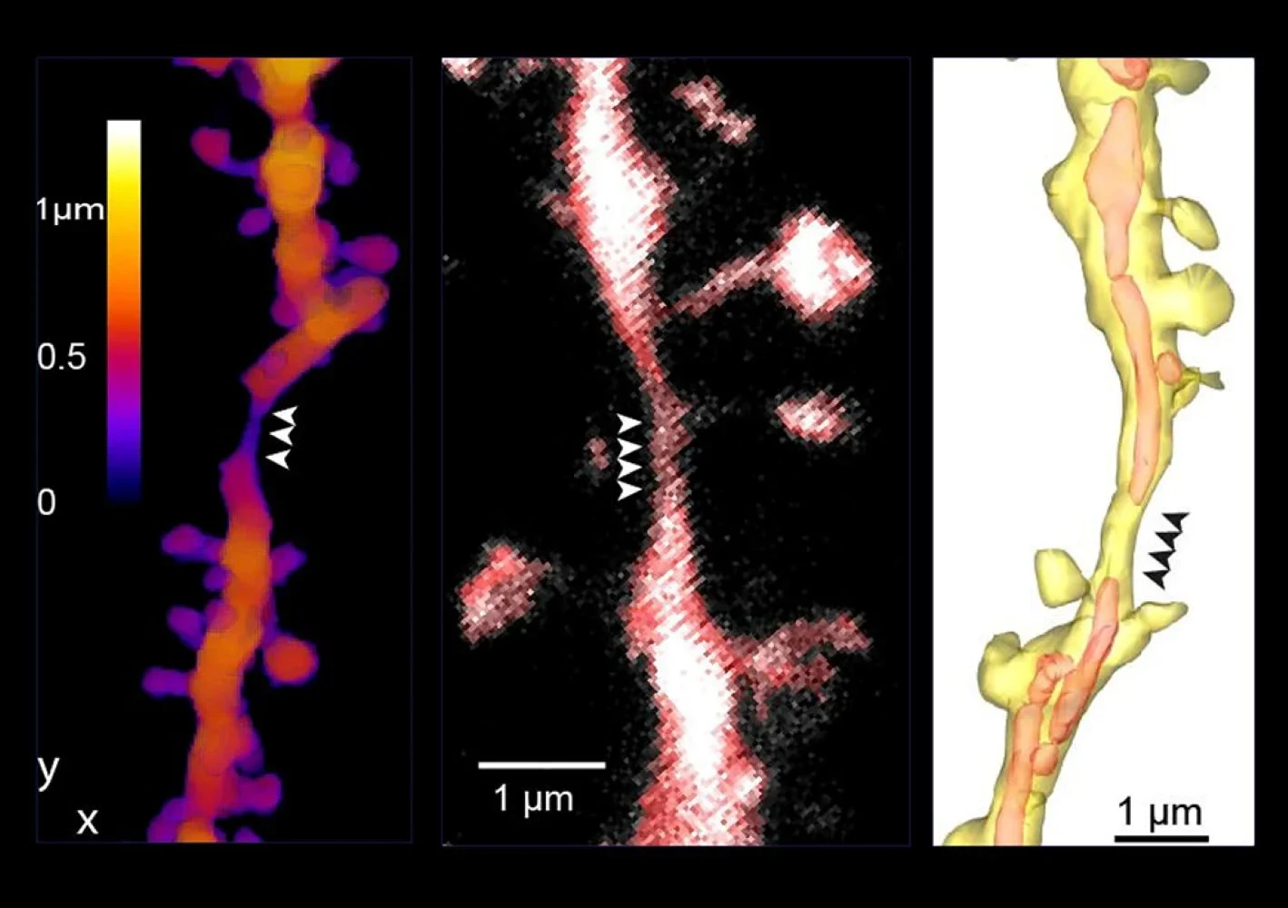 New Findings on Information Processing in the Brain: