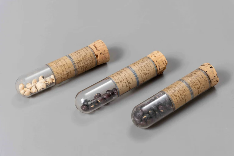 Cowpeas from Namibia: the story of these objects also includes the fact that there used to be gaps in our knowledge about their origins. Additional research made possible by digitalization has uncovered information that had not previously been picked up on