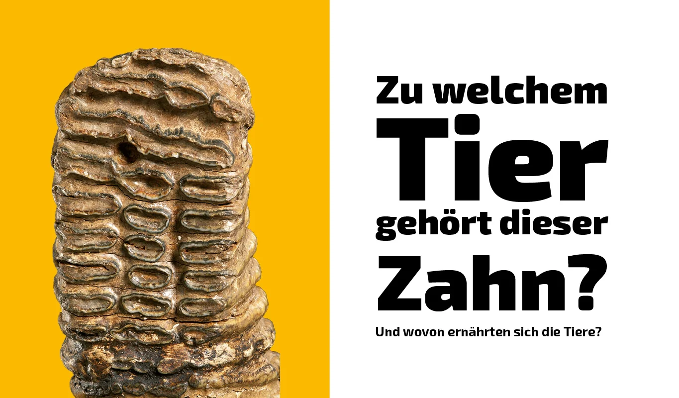 To which animal does this tooth belong? (1)