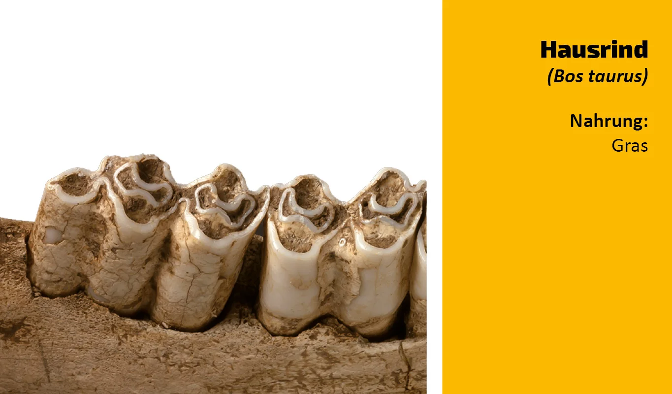 To which animal does this tooth belong? (10)