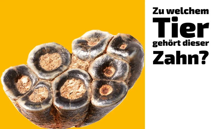 To which animal does this tooth belong?  (11)