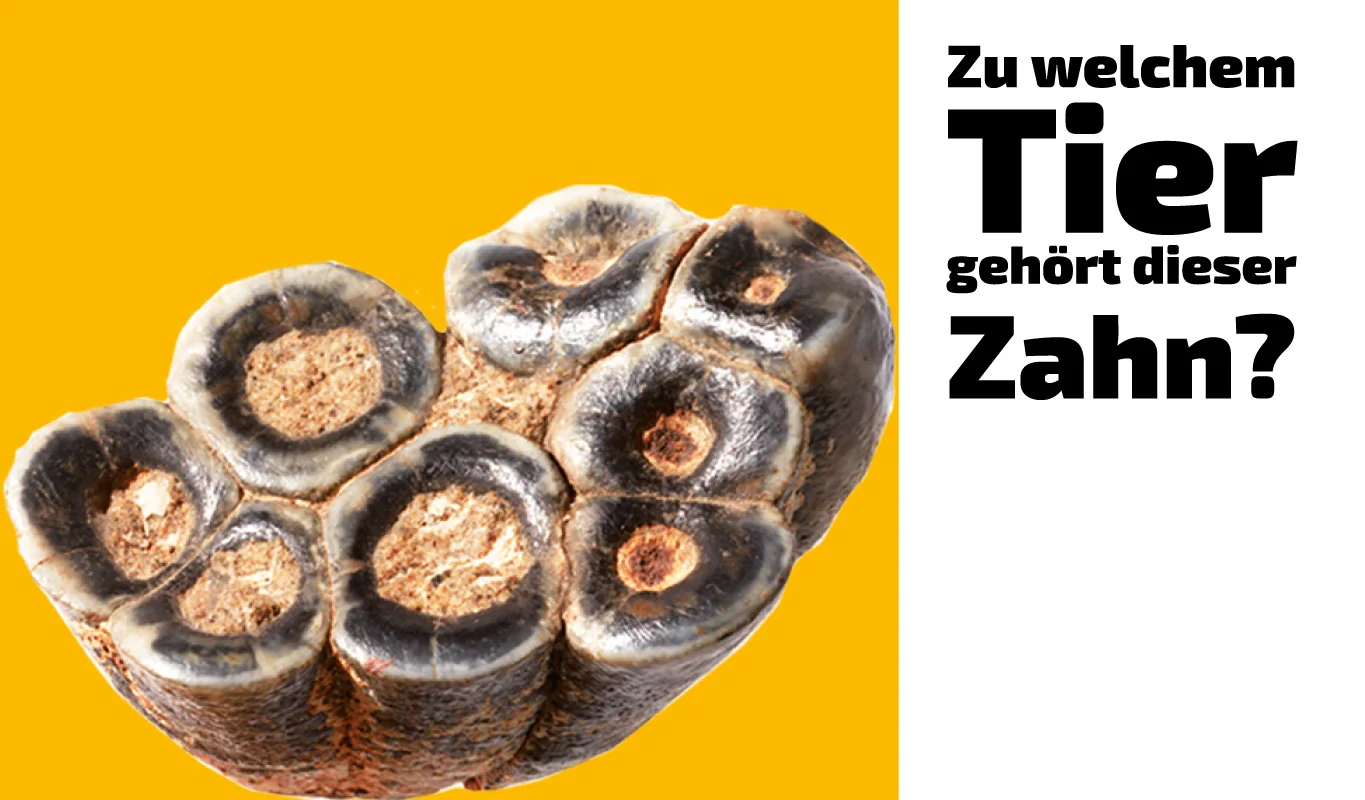 To which animal does this tooth belong?  (11)