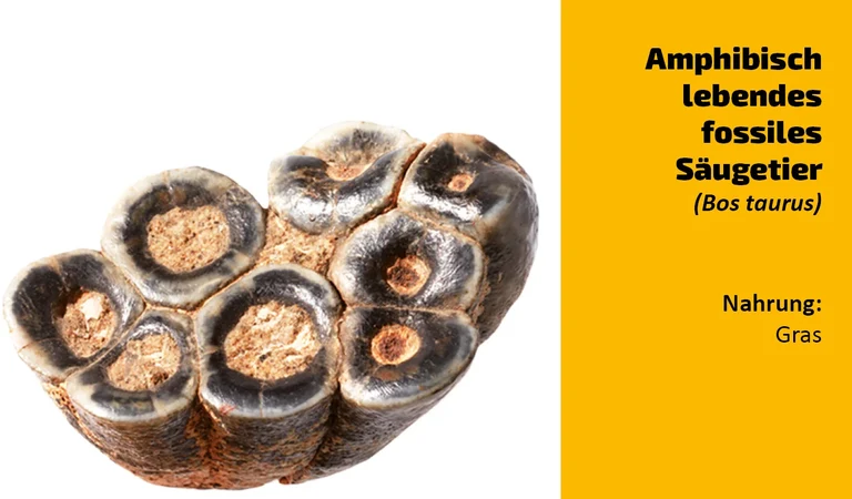 To which animal does this tooth belong? (12)