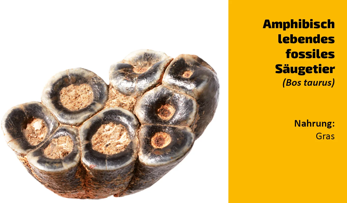 To which animal does this tooth belong? (12)