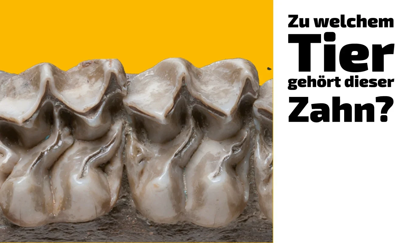 To which animal does this tooth belong? (13)