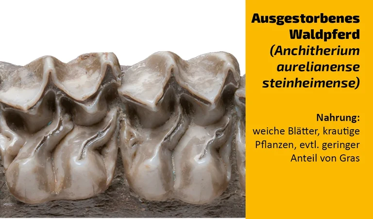 To which animal does this tooth belong? (14)