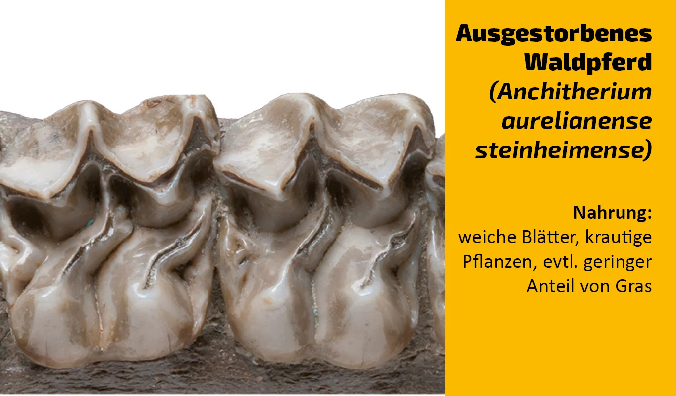 To which animal does this tooth belong? (14)