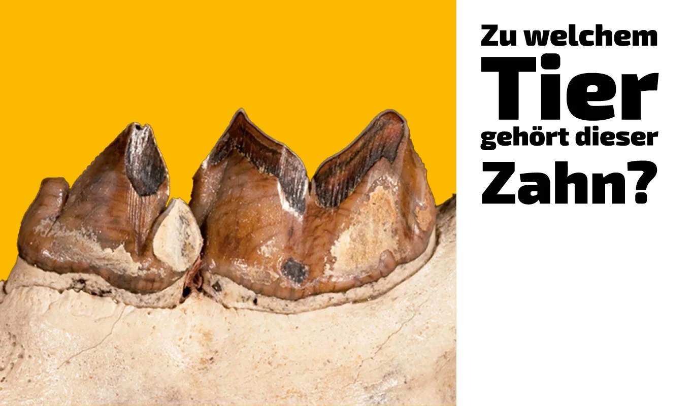 To which animal does this tooth belong? (15)