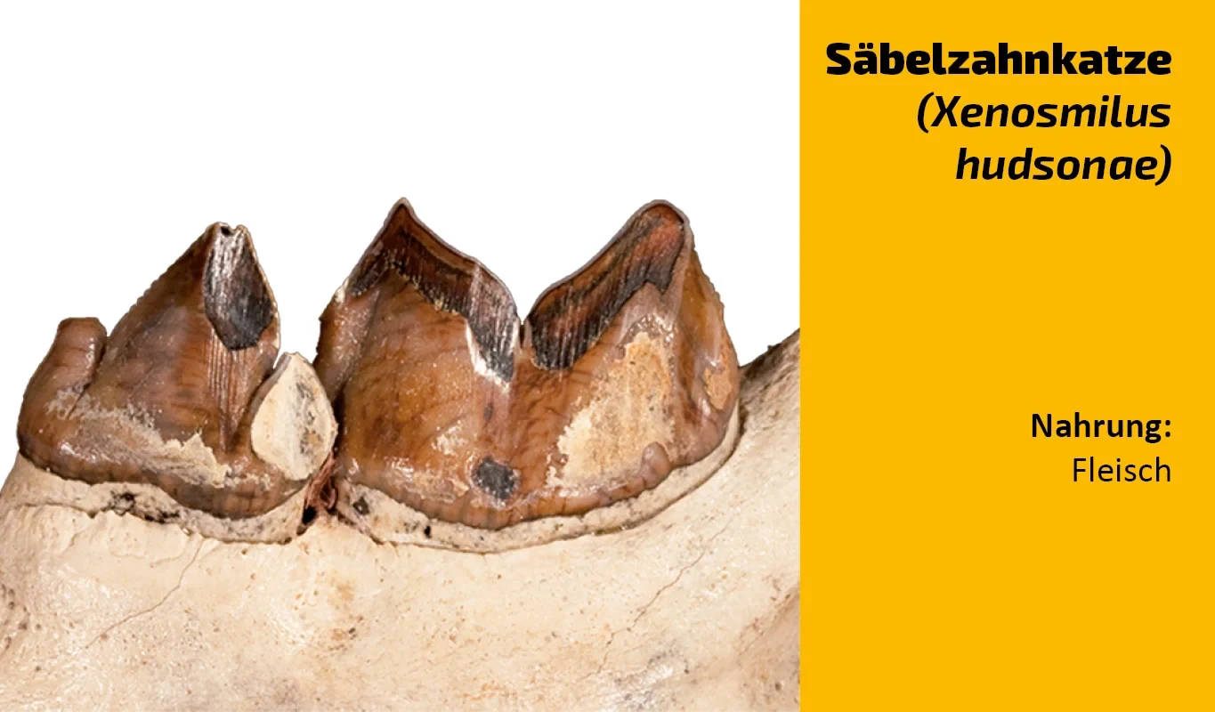 To which animal does this tooth belong? (16)