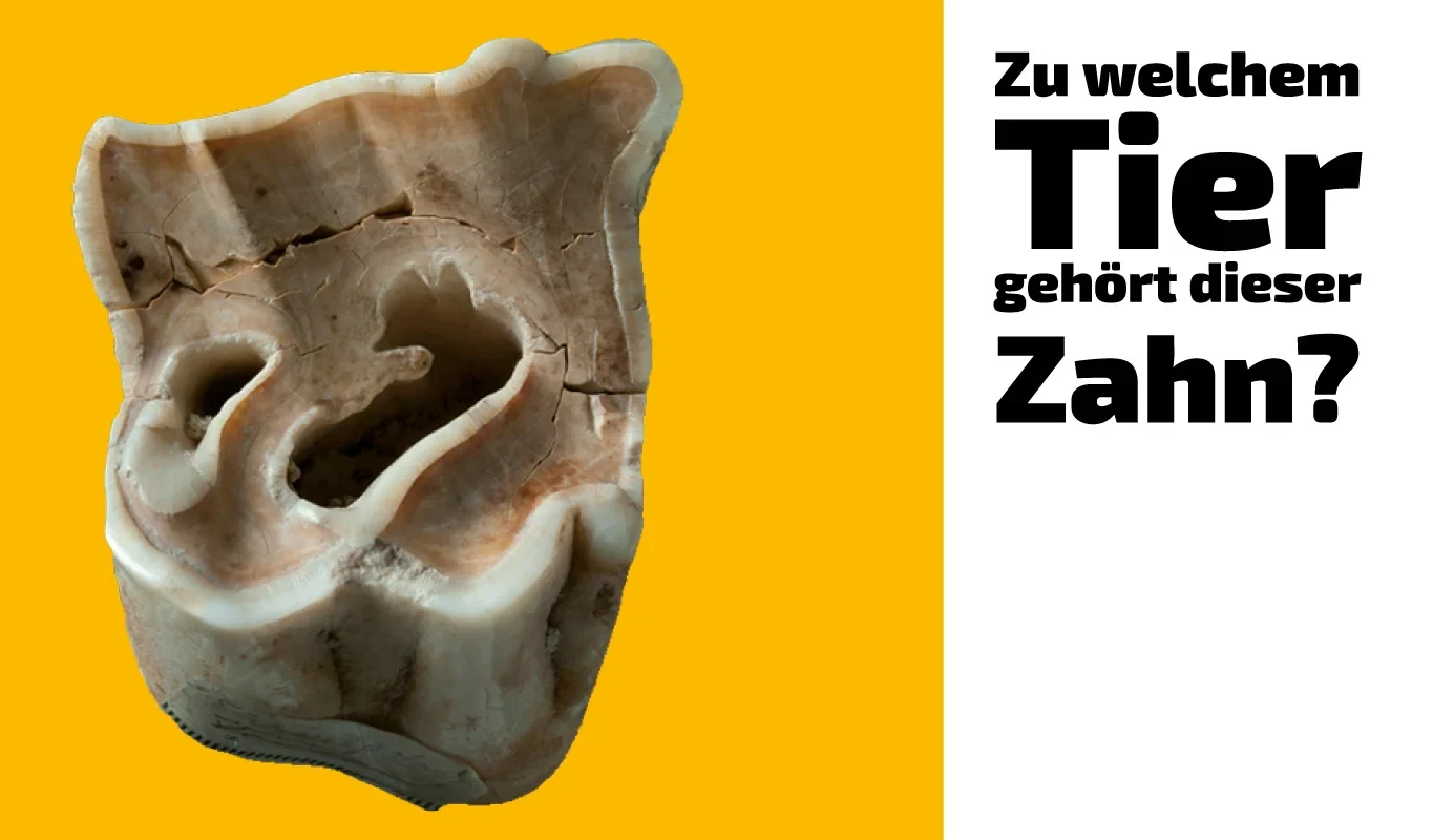To which animal does this tooth belong?(17)