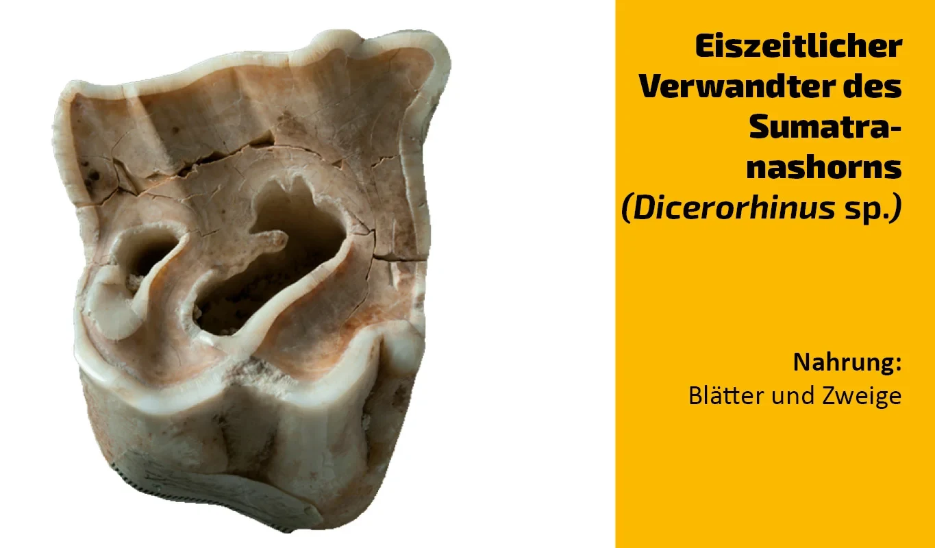 To which animal does this tooth belong?(18)