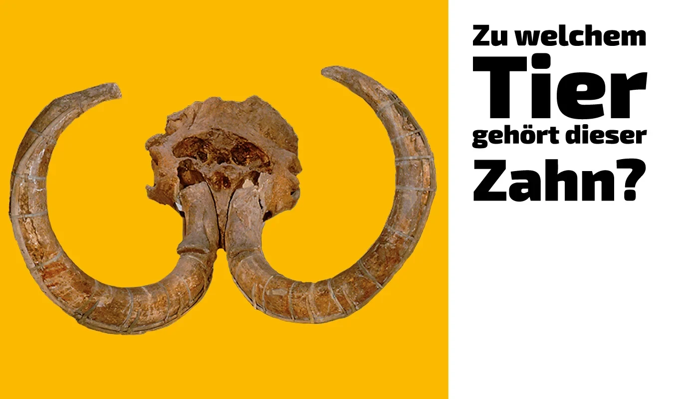 To which animal does this tooth belong?(19)