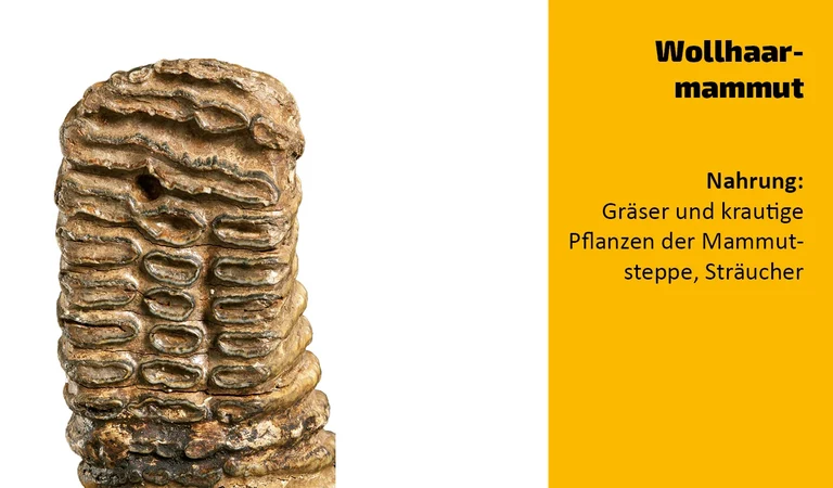 To which animal does this tooth belong?  (2)