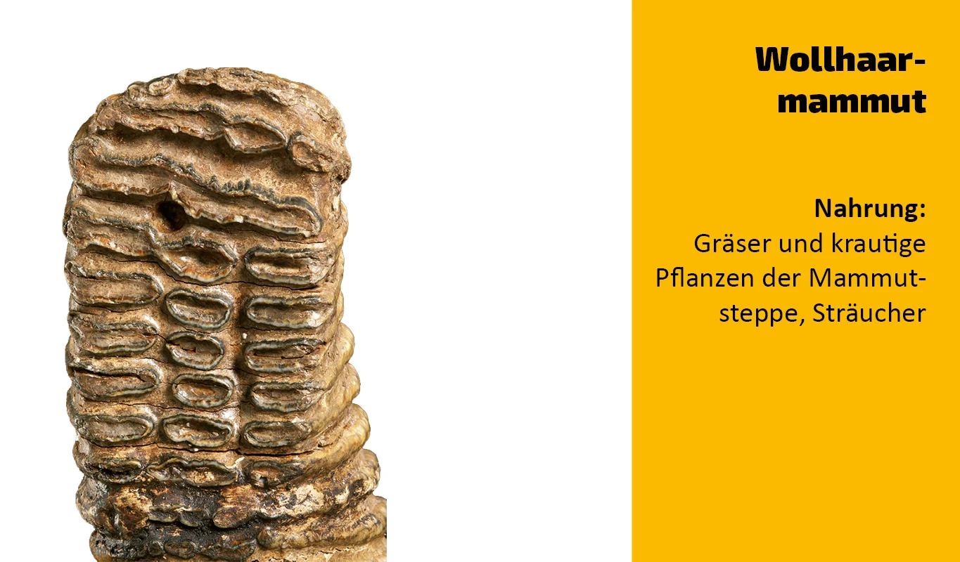 To which animal does this tooth belong?  (2)