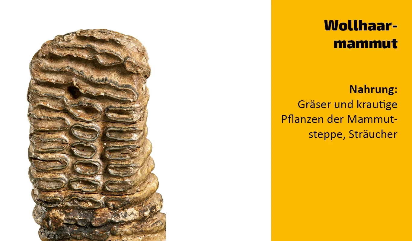 To which animal does this tooth belong?  (2)