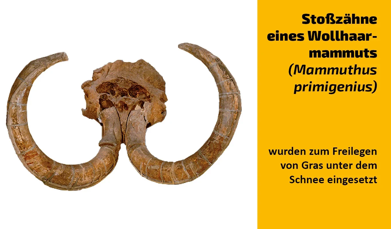 To which animal does this tooth belong?(20)