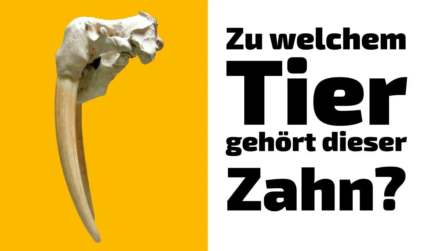 To which animal does this tooth belong? (21)