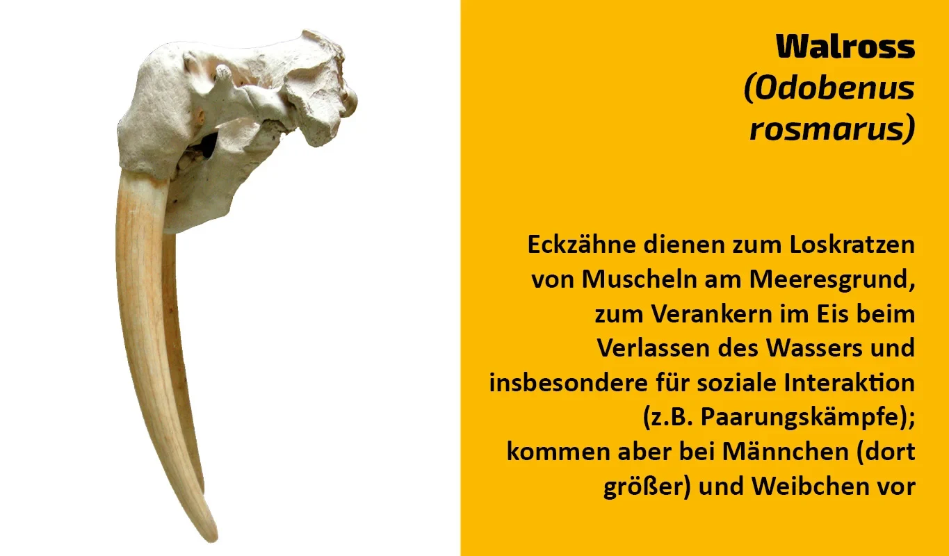 To which animal does this tooth belong? (22)