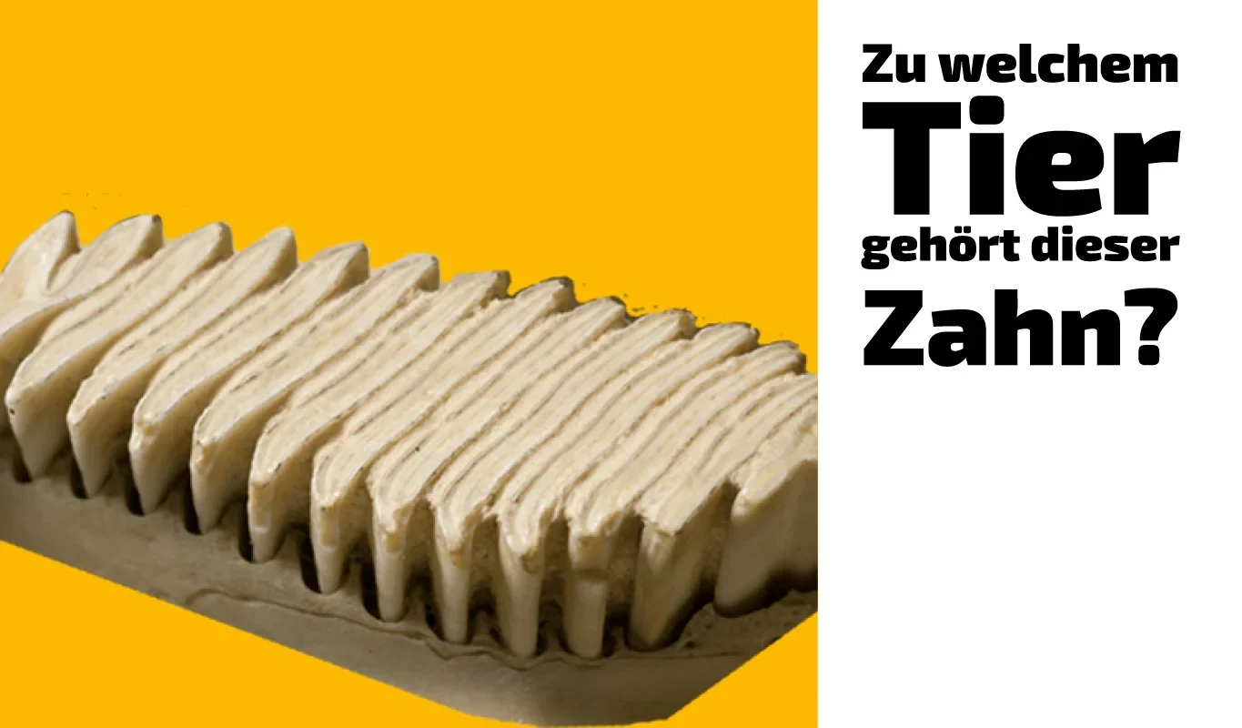 To which animal does this tooth belong? (23)