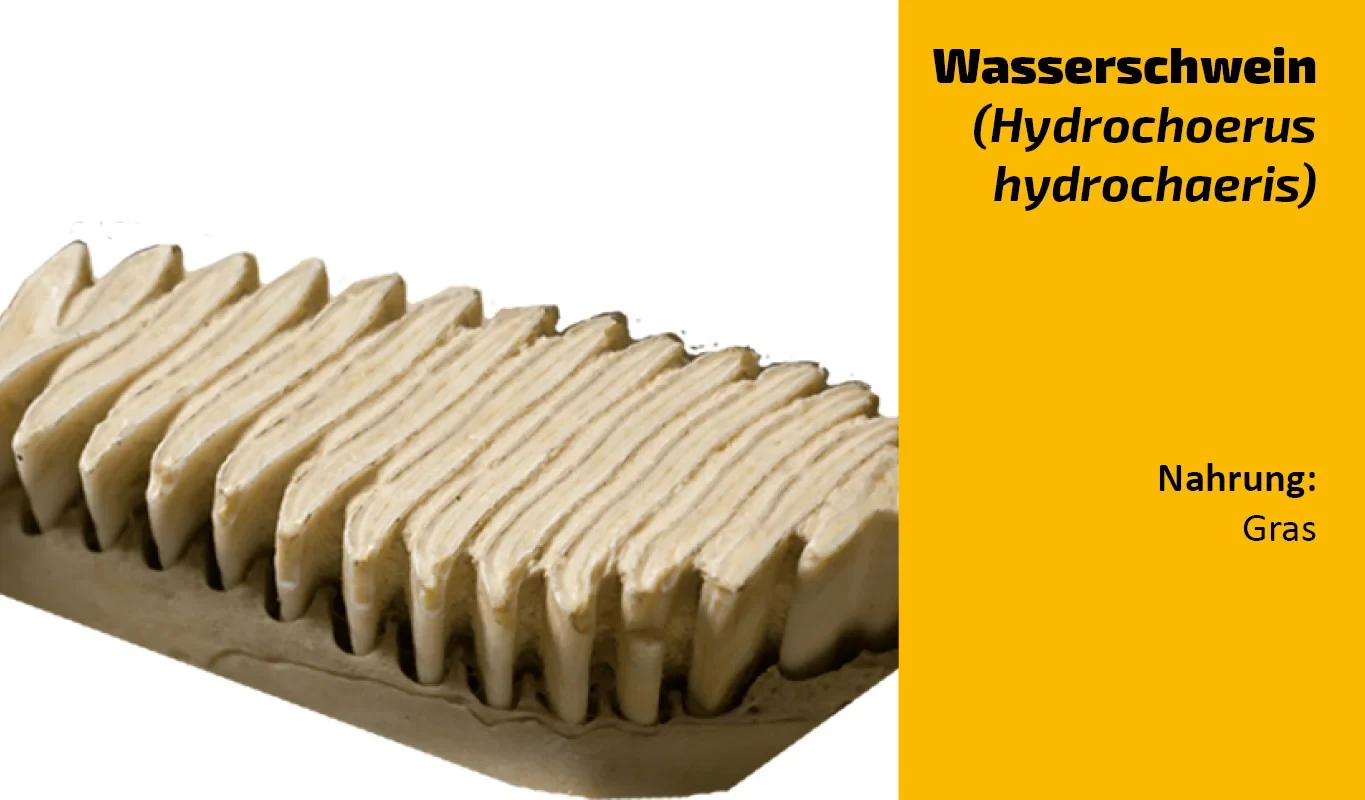 To which animal does this tooth belong? (24)