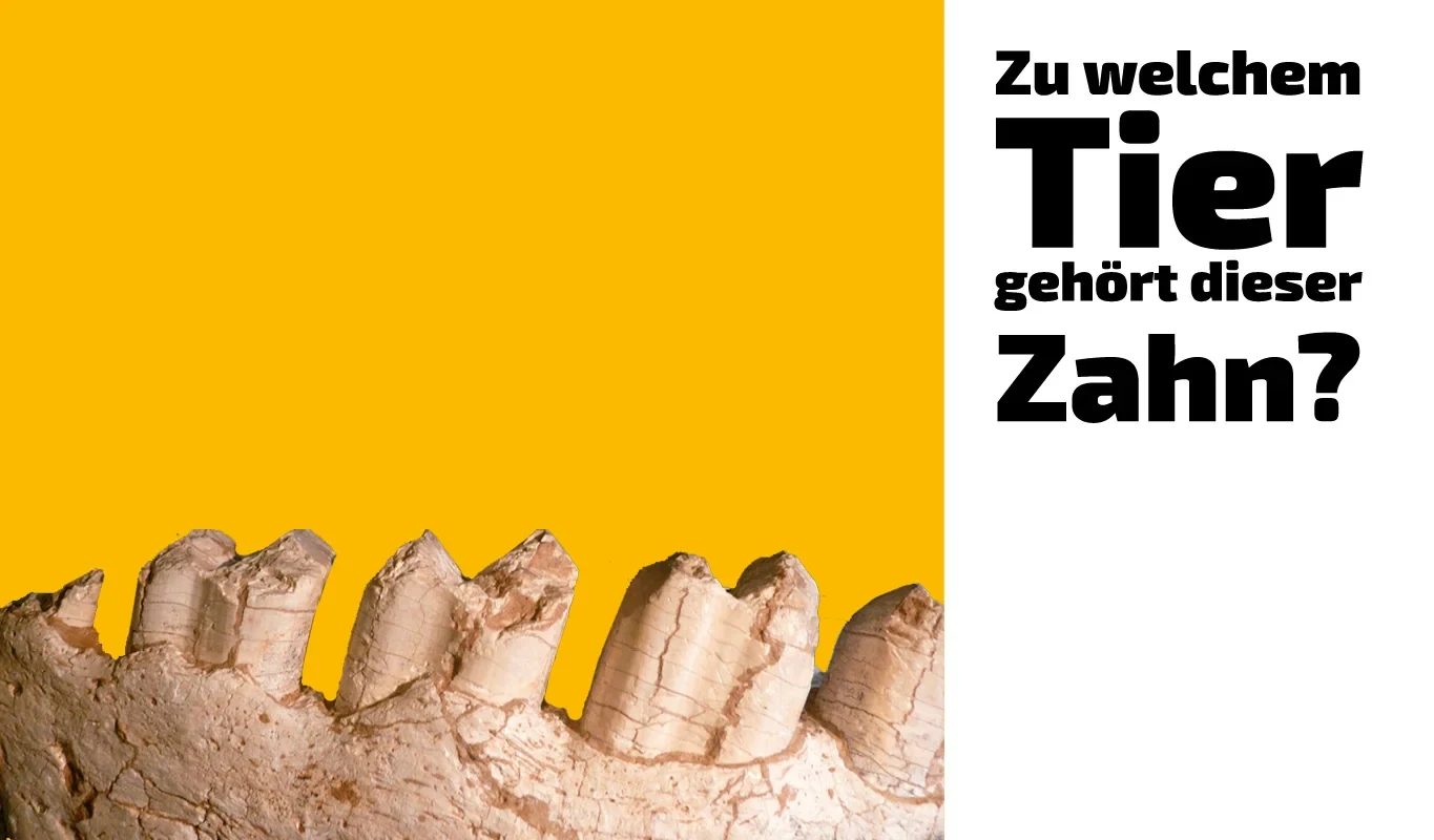 To which animal does this tooth belong? (25)