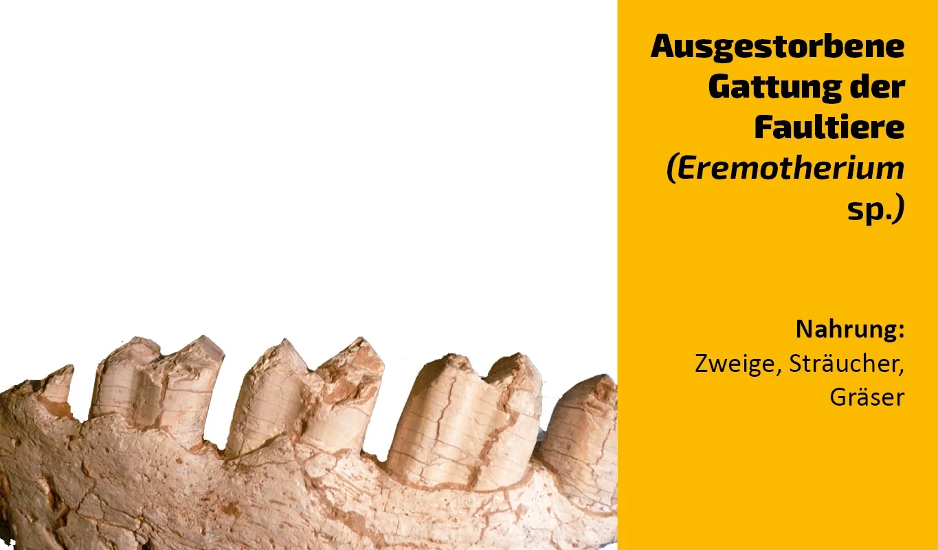 To which animal does this tooth belong? (26)