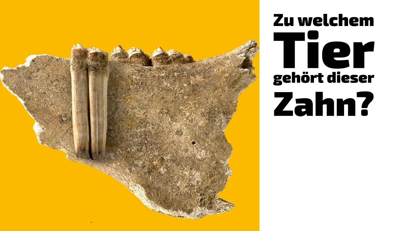 To which animal does this tooth belong? (27)