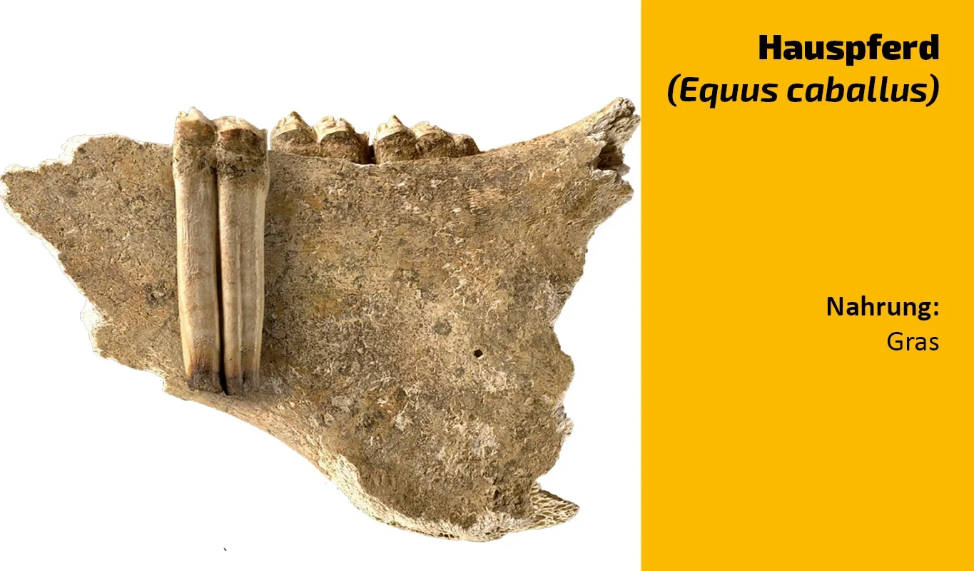 To which animal does this tooth belong? (28)