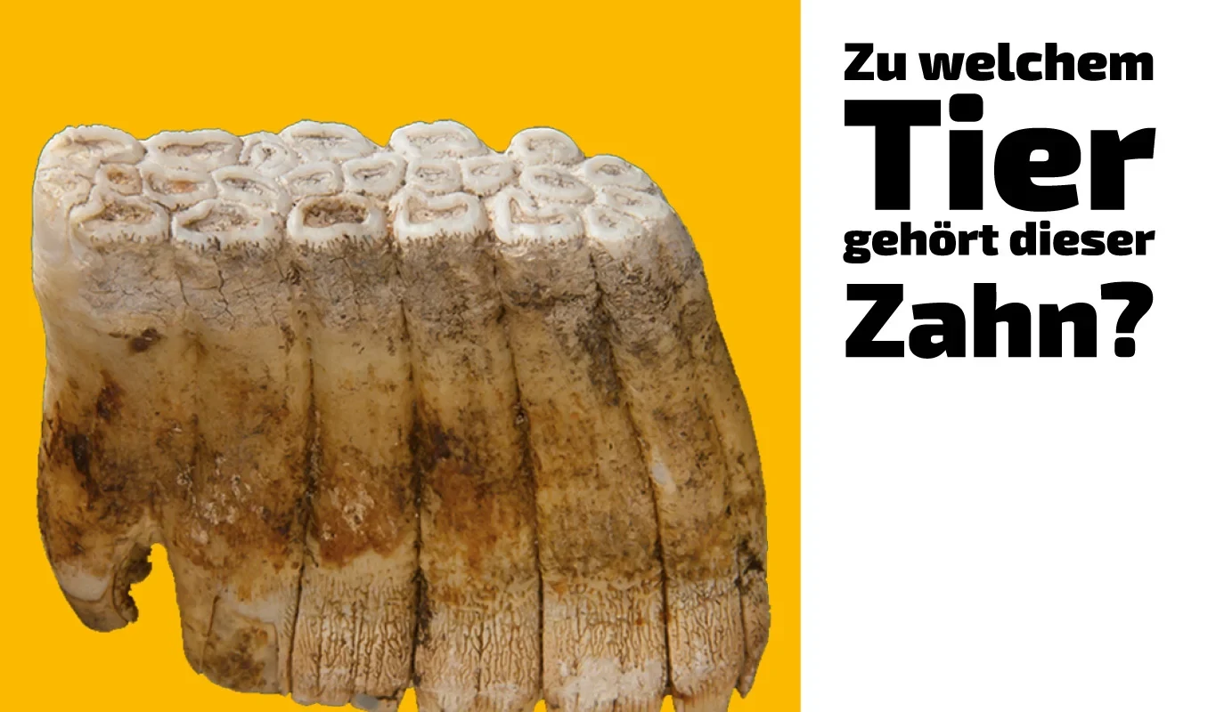 To which animal does this tooth belong? (29)