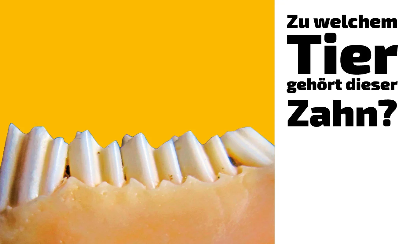 To which animal does this tooth belong?  (3)