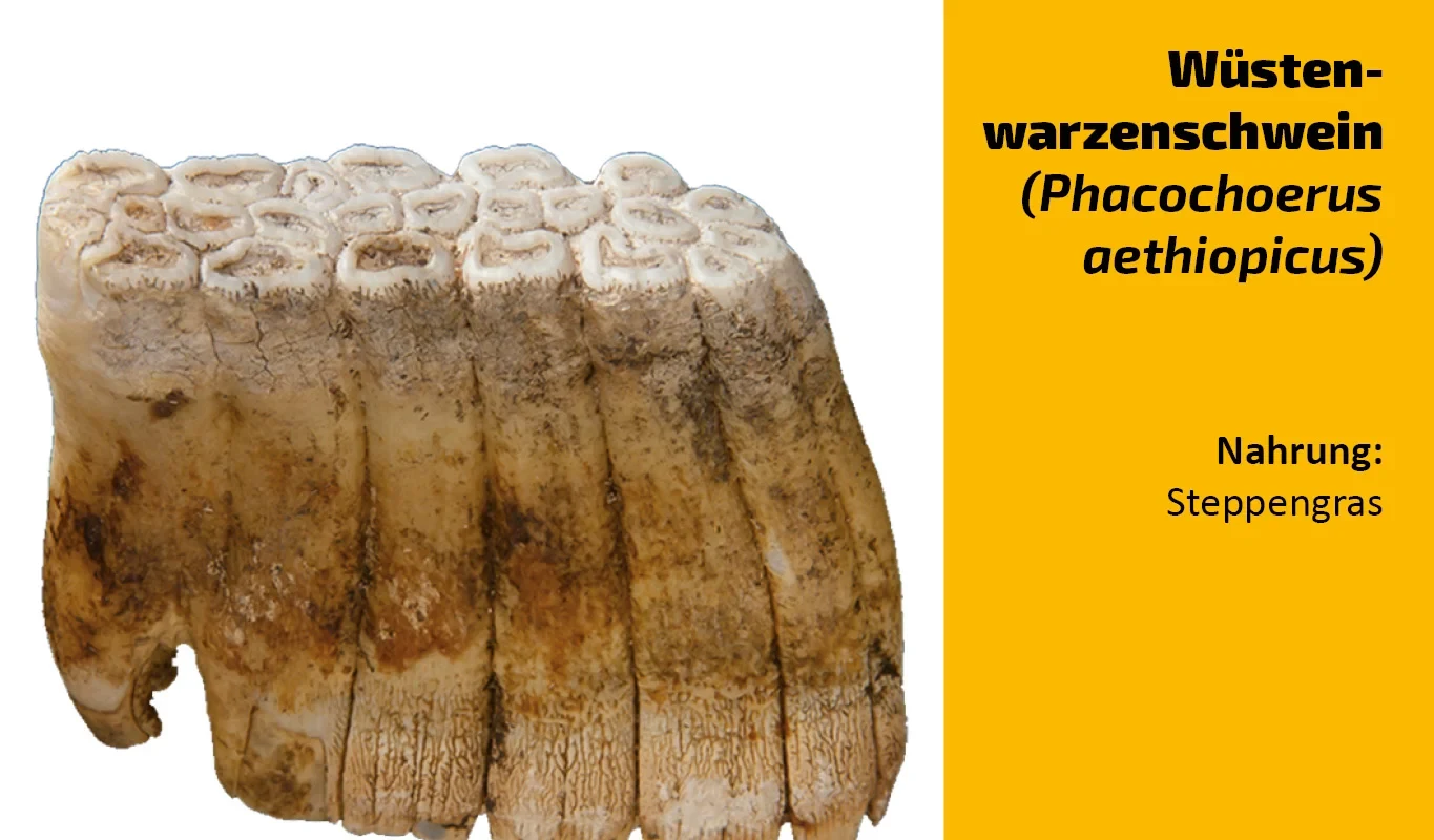 To which animal does this tooth belong? (30)