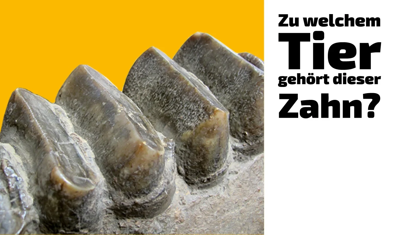 To which animal does this tooth belong? (31)