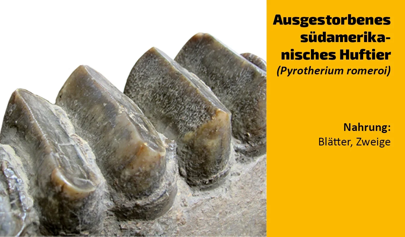 To which animal does this tooth belong? (32)