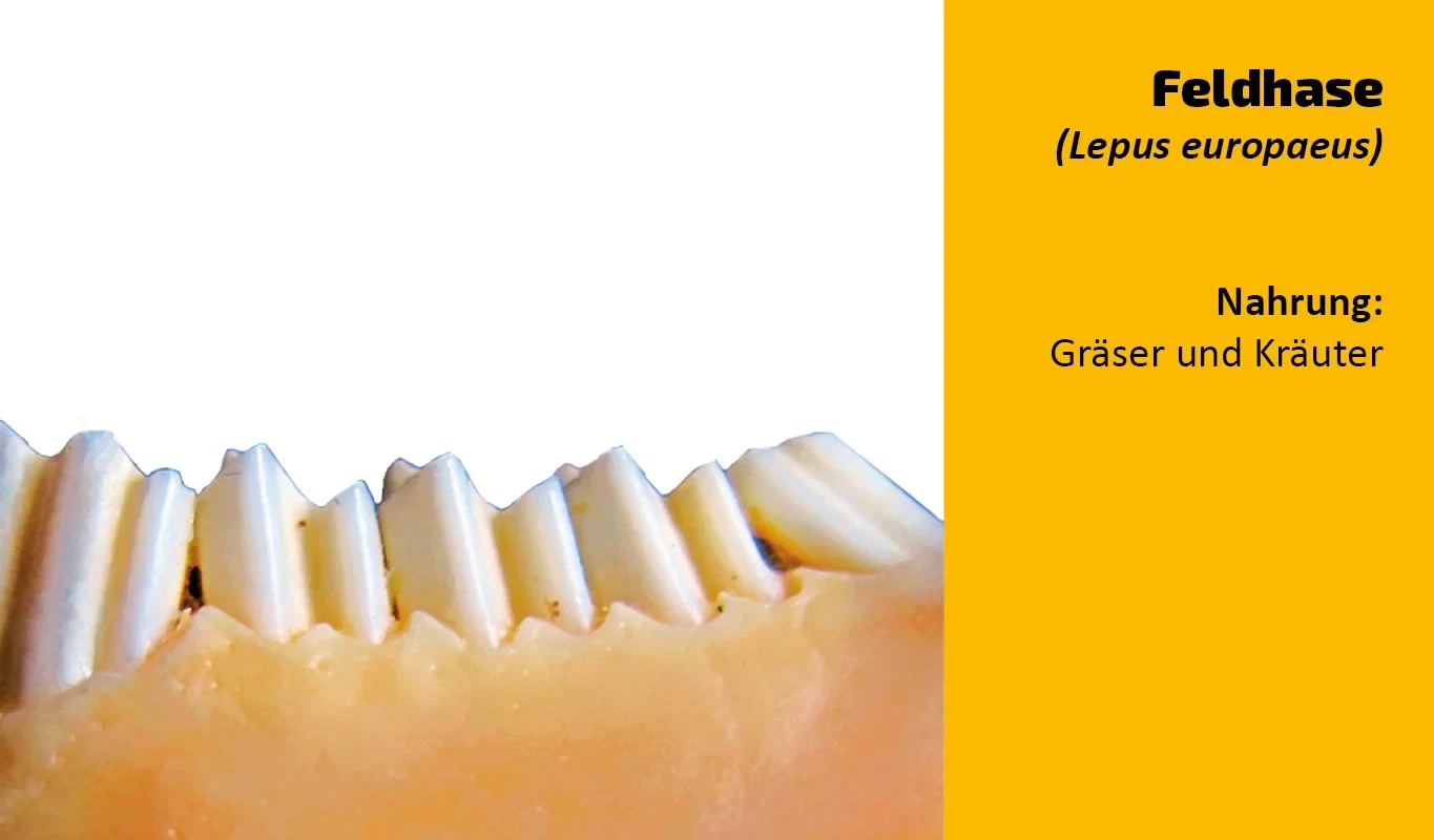 To which animal does this tooth belong?  (4)