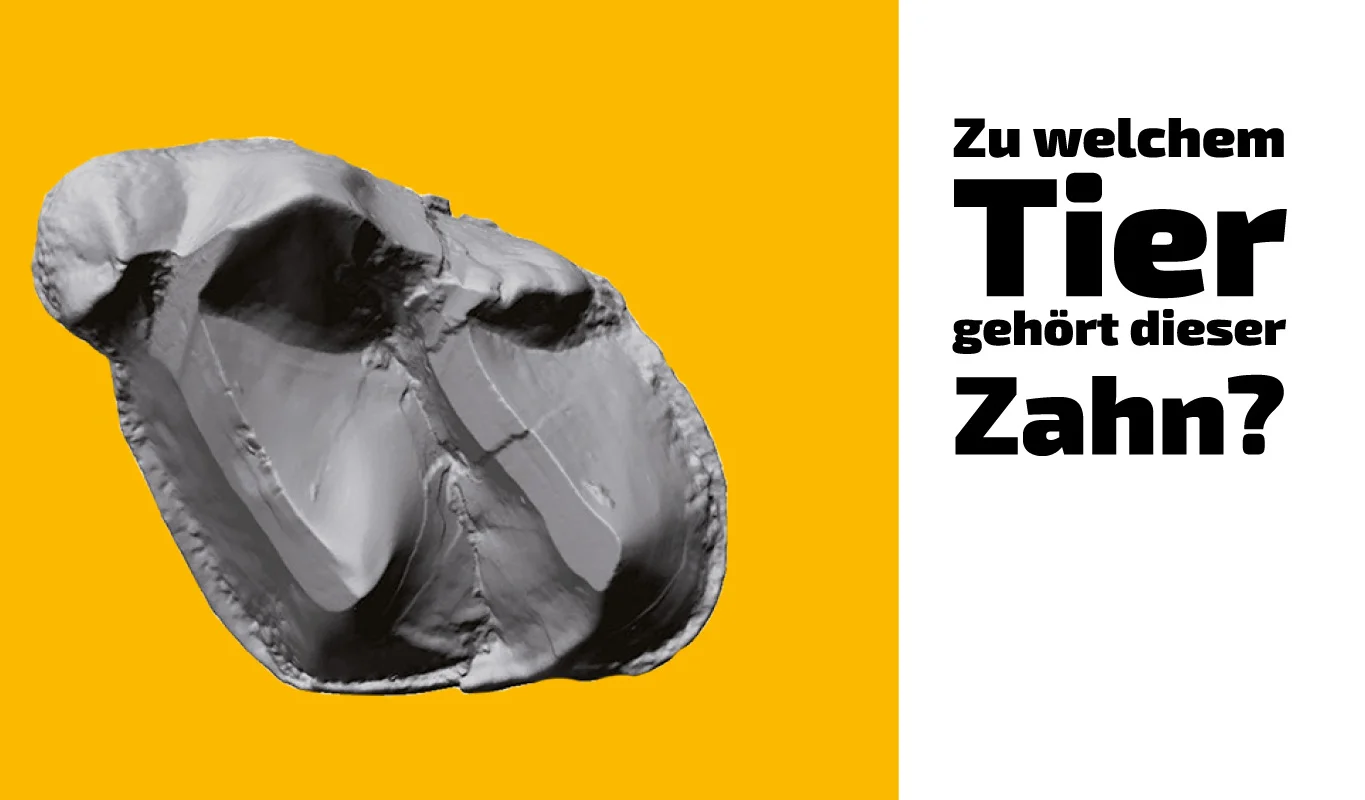 To which animal does this tooth belong? (5)