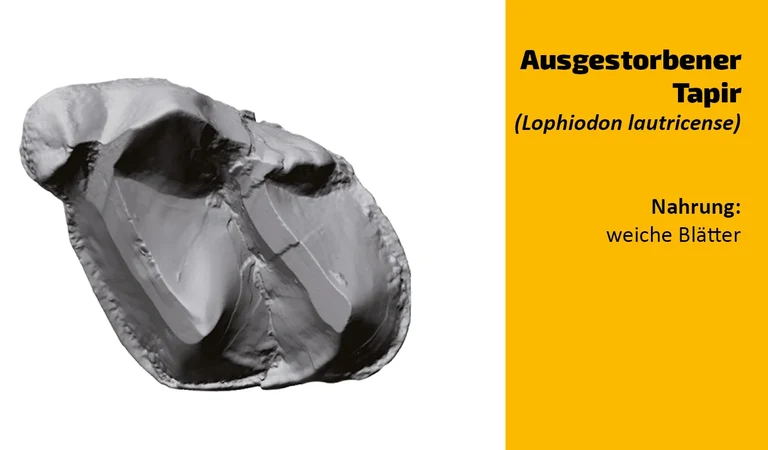 To which animal does this tooth belong? (6)