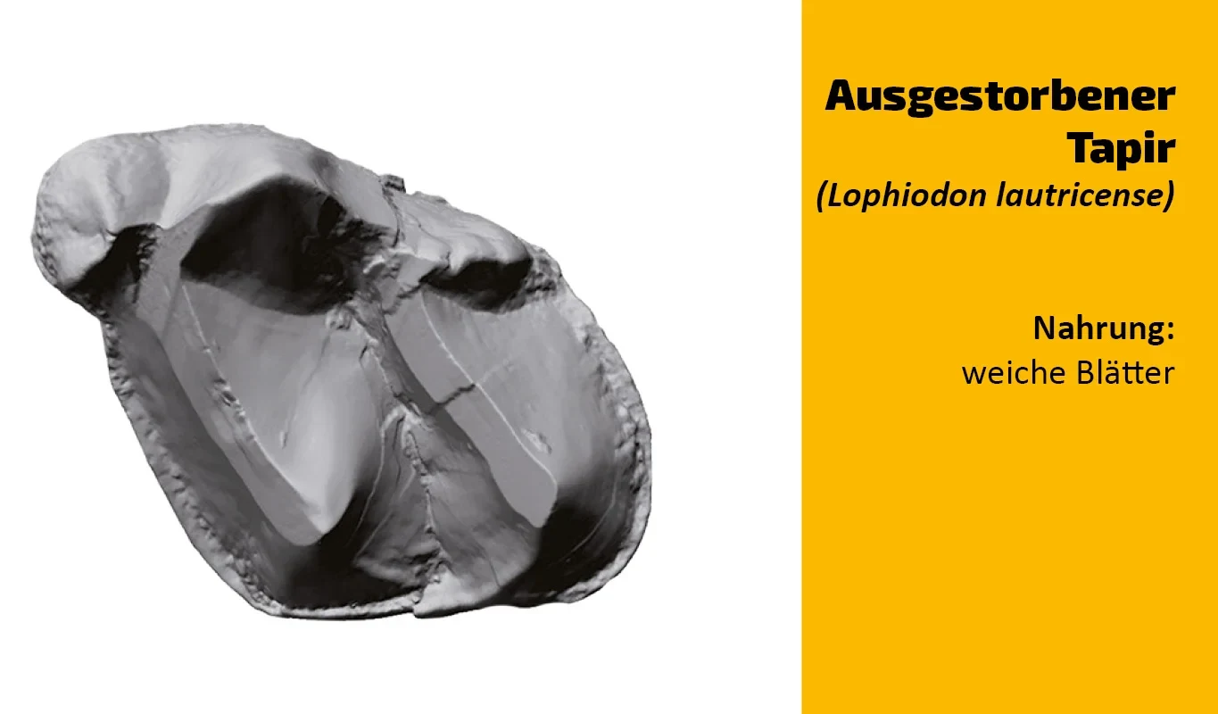 To which animal does this tooth belong? (6)