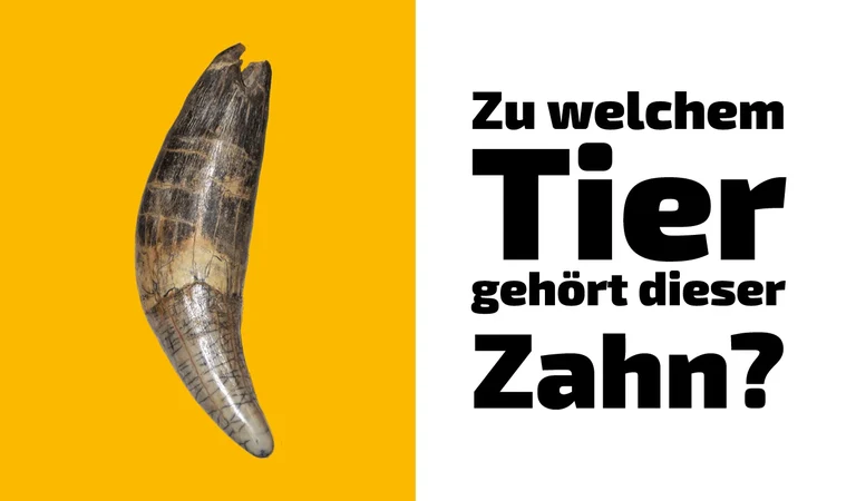 To which animal does this tooth belong? (7)