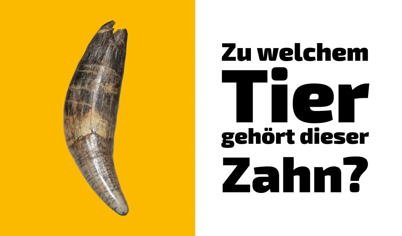 To which animal does this tooth belong? (7)