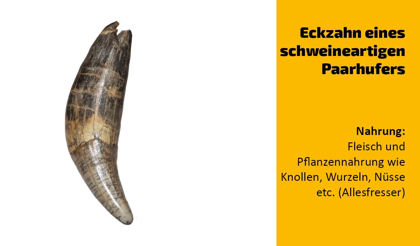 To which animal does this tooth belong? (8)