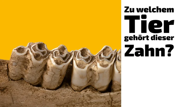 To which animal does this tooth belong? (9)