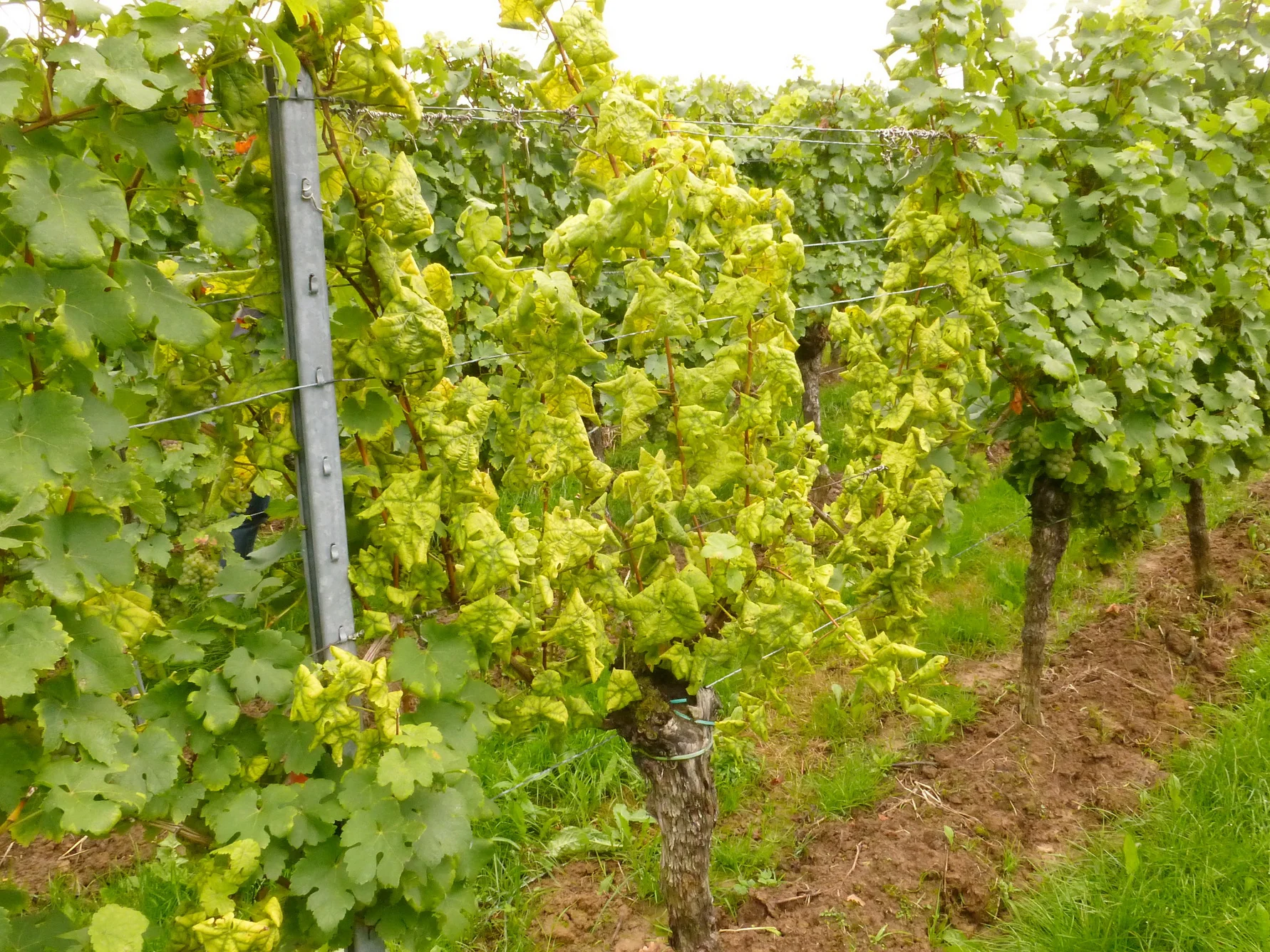 Protection of vines from introduced diseases
