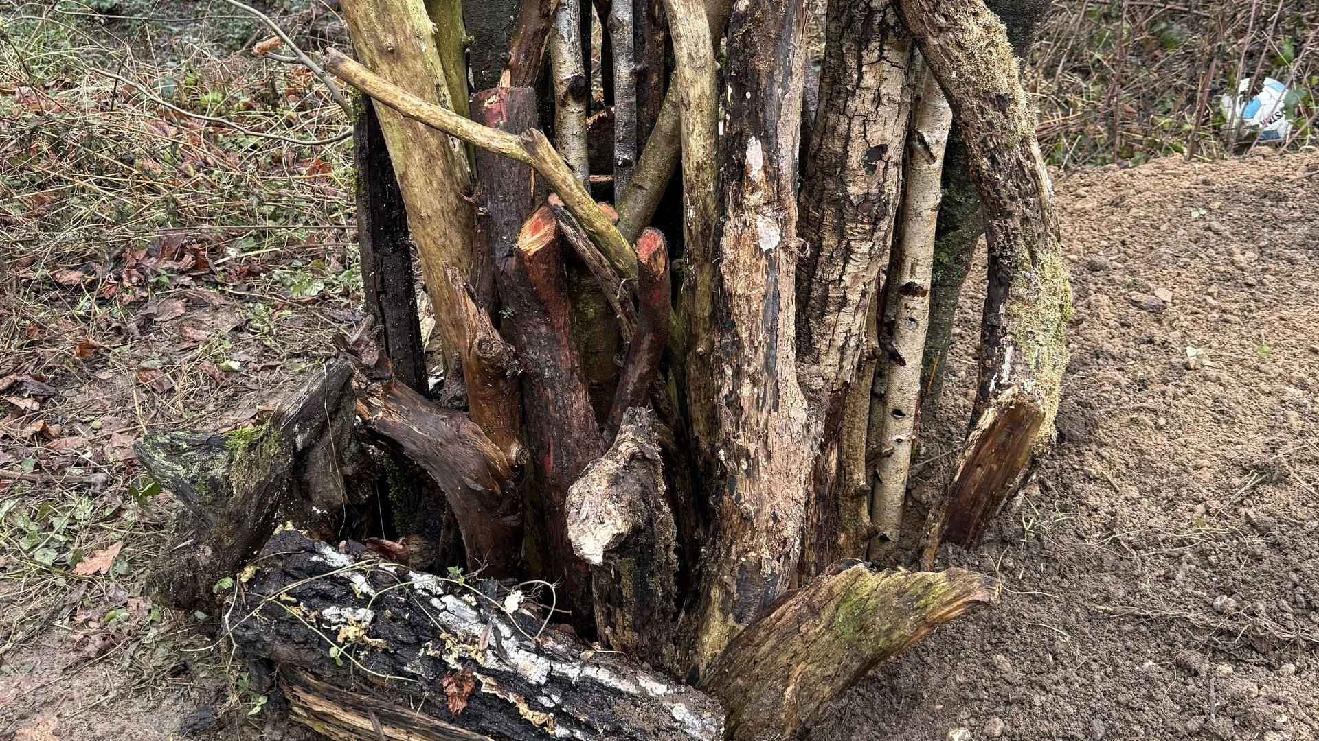 A bug hotel is a great way to promote biodiversity in your own garden.