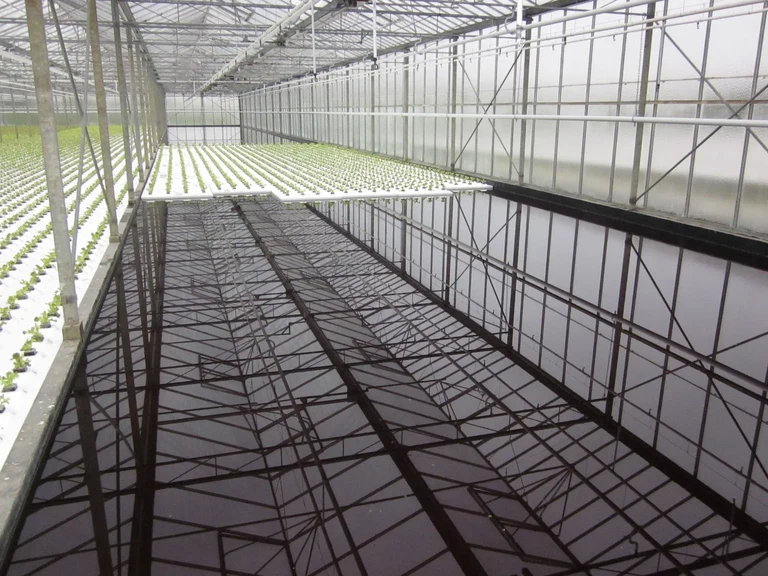 A deep-water greenhouse is to be built on the University of Bonn Klein-Altendorf Campus. In the “deep water cultivation” method, plants are grown in water basins.